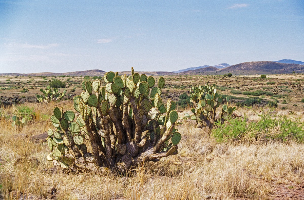 The desert climate