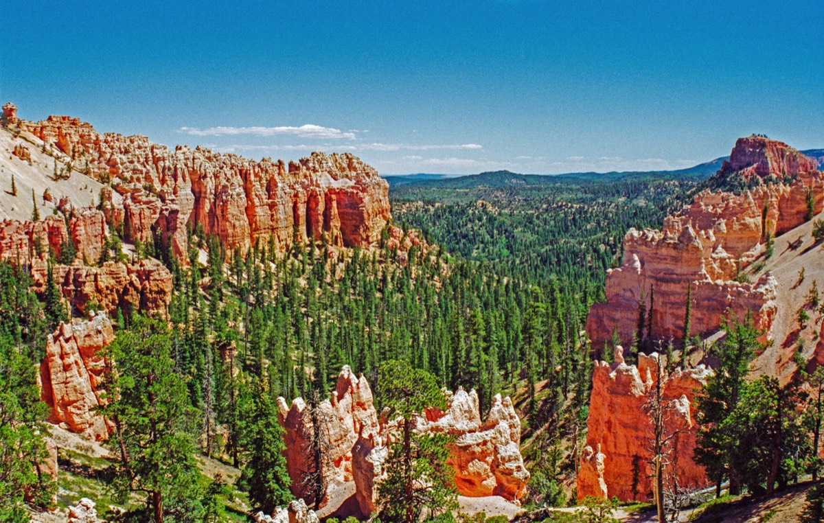 Spires and green trees