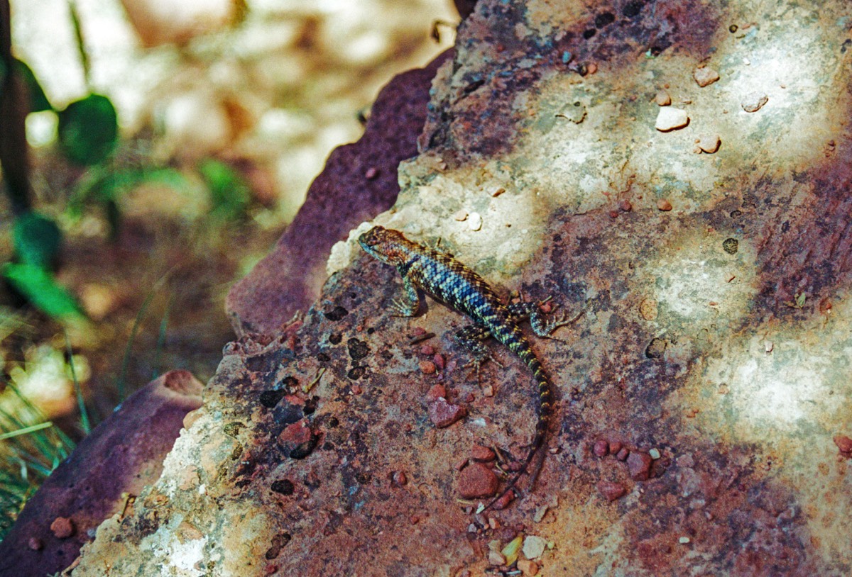 Shade is prime territory for lizards