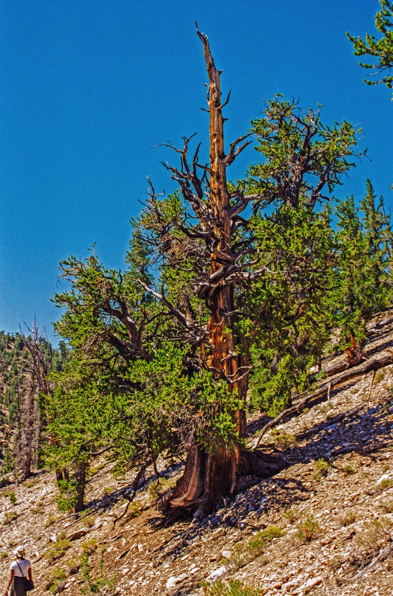 Both dead and very living wood