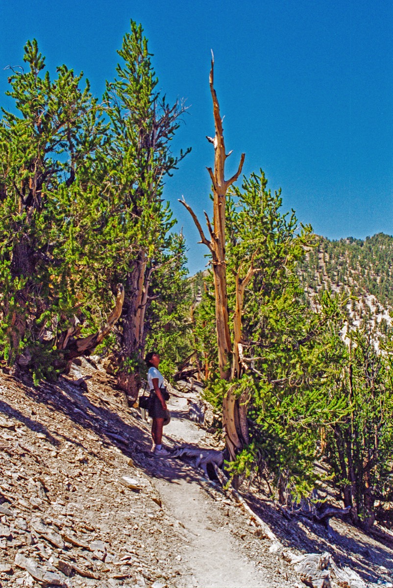 Steep mountains but beautiful trees