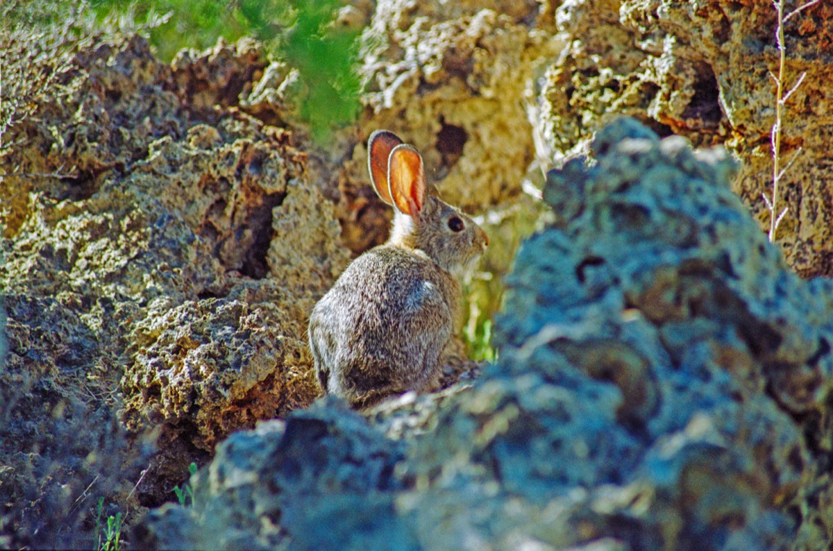 But real life bunnies nearby