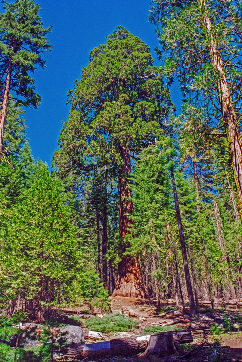 Giant sequoia