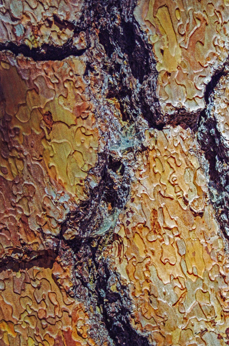 Interesting bark