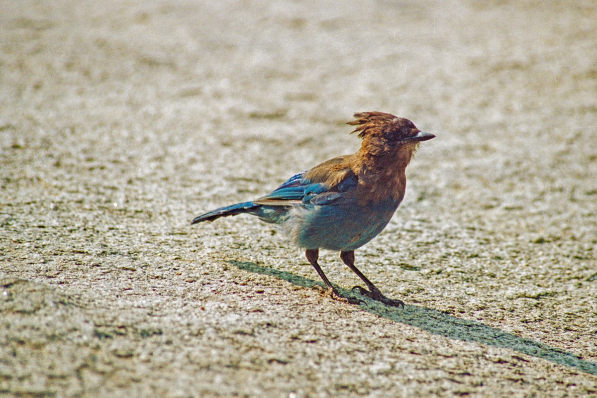 Inquisitive bird
