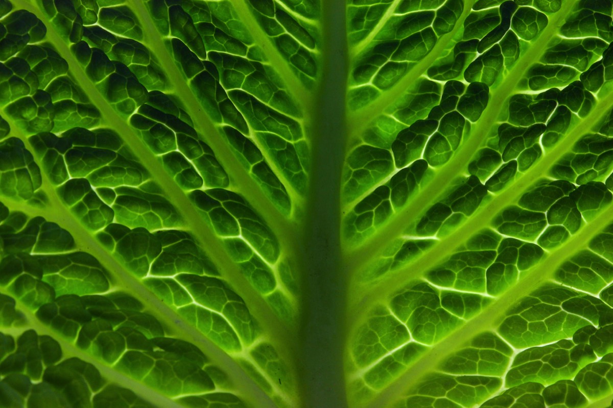 Green cabbage