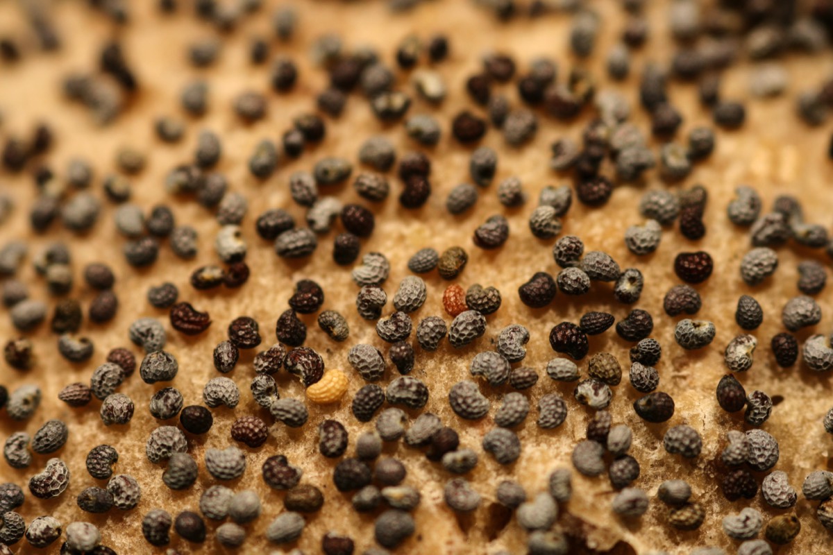 Bread with poppy seeds