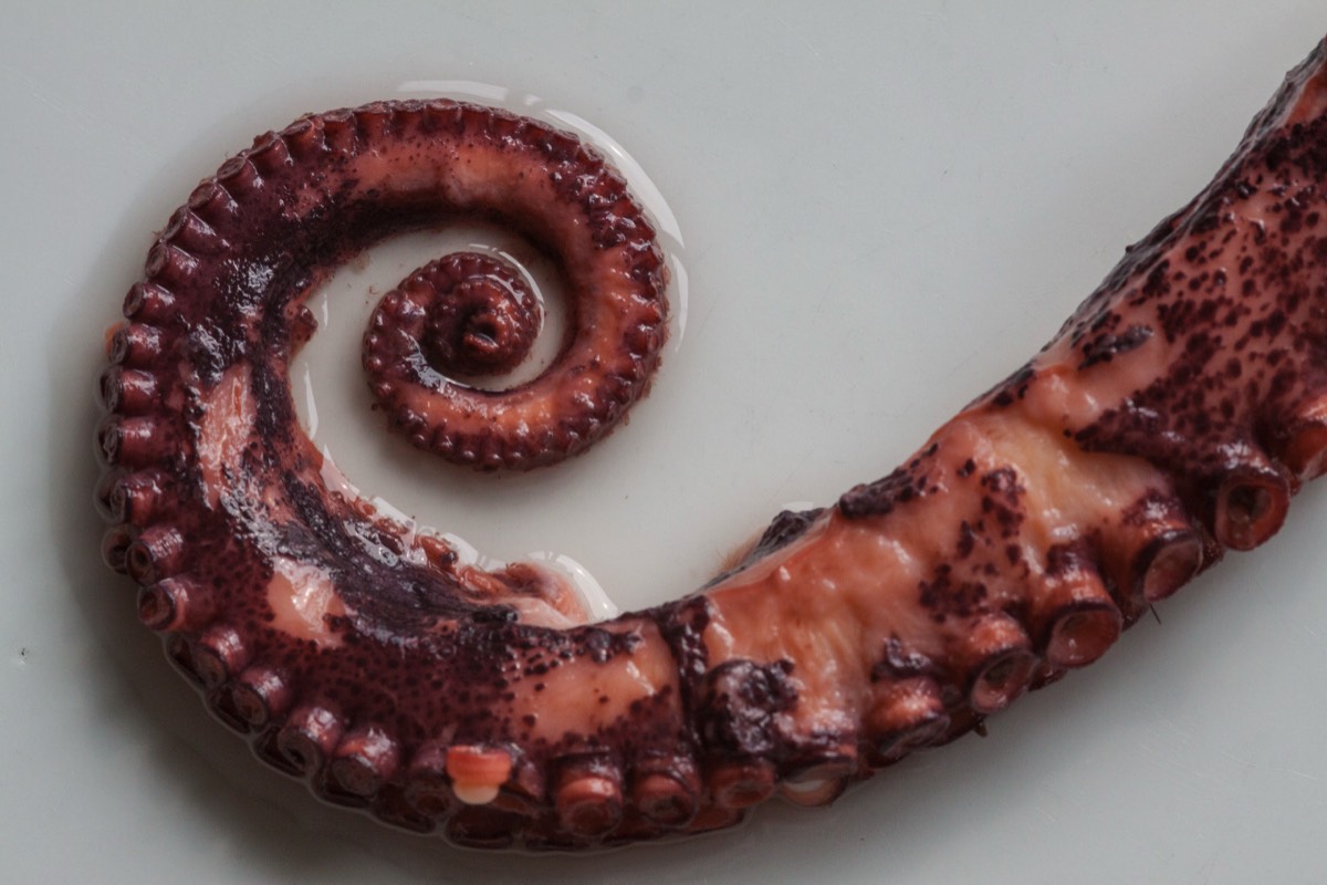 Boiled Octopus
