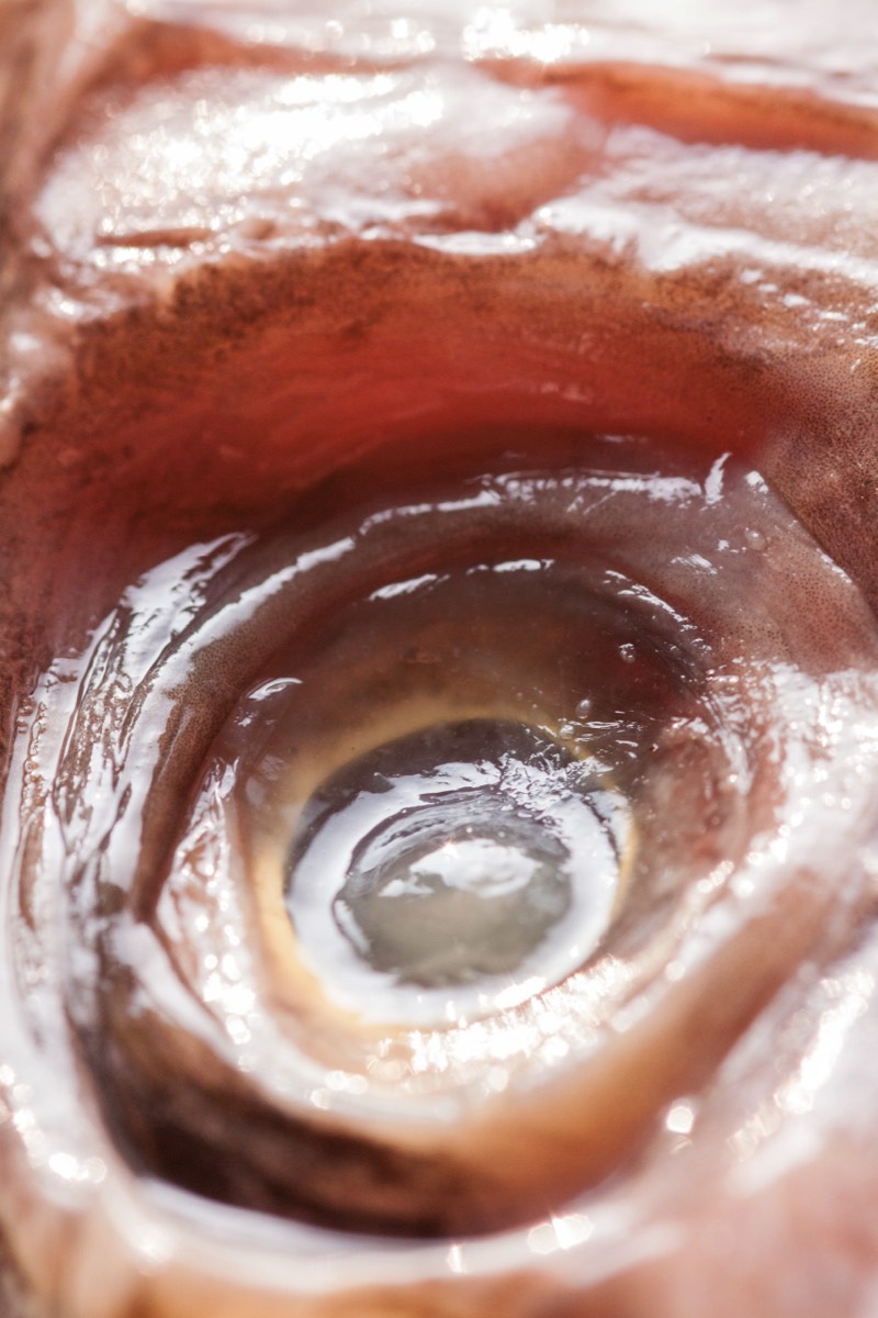 Eye of a John Dory