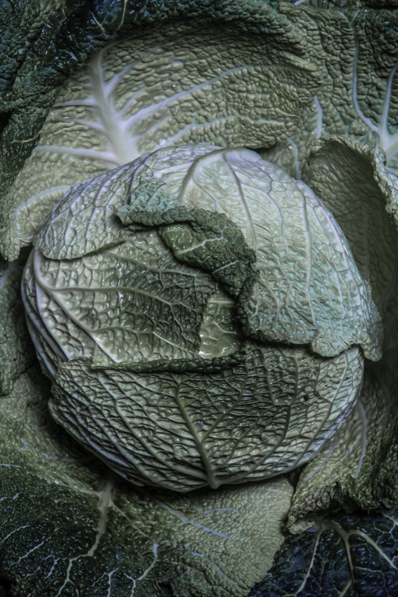 Cabbage