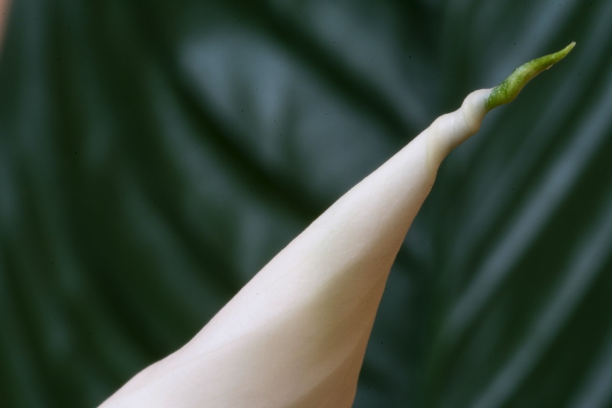 Budding flower tip