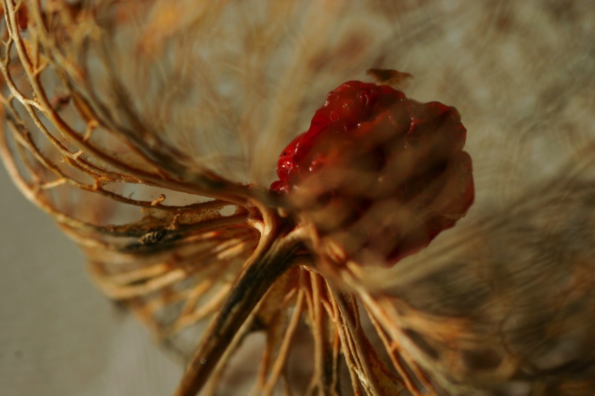 Shriveled winter cherry