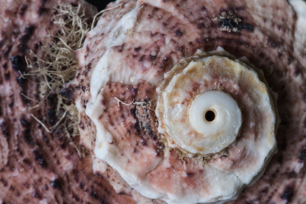 Another shell