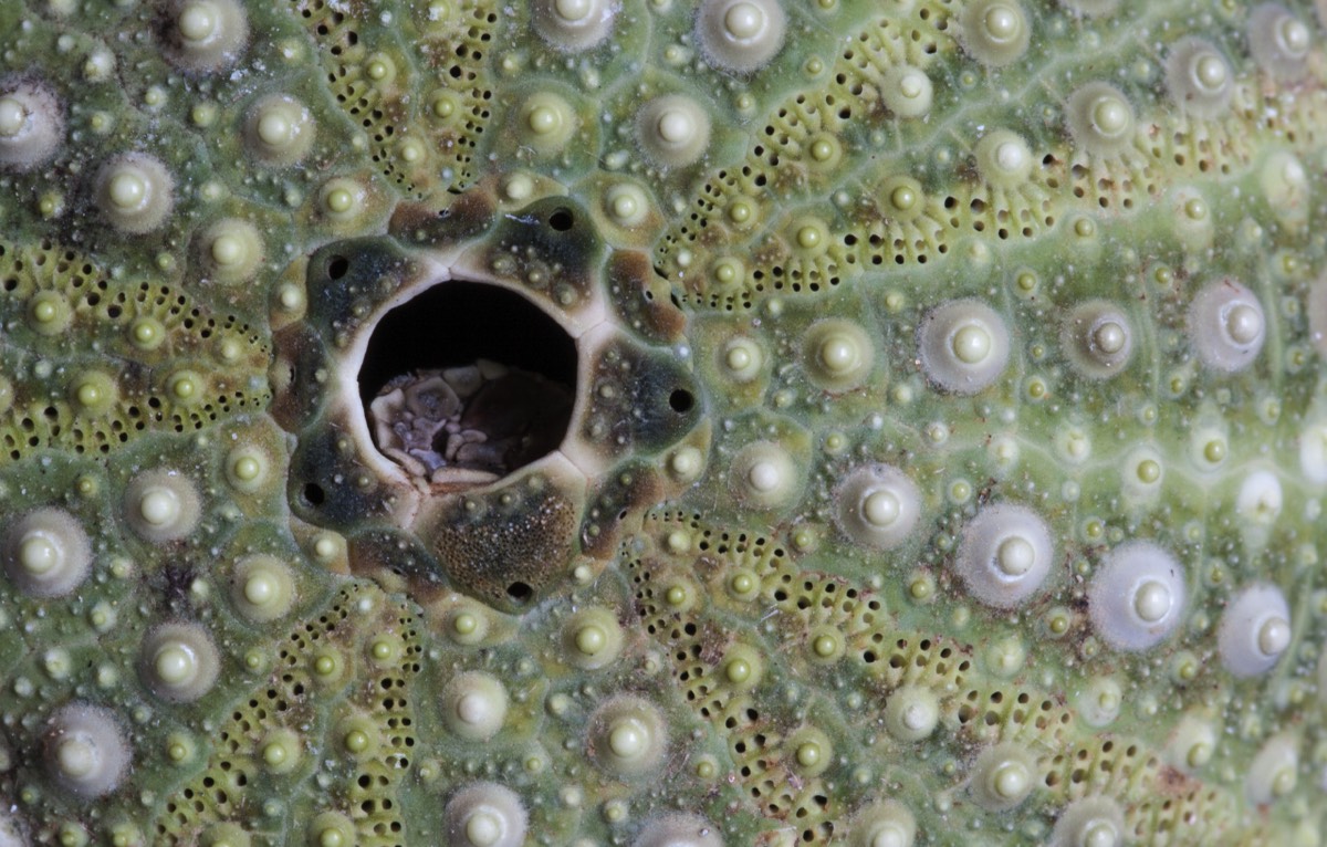 Sea Urchin
