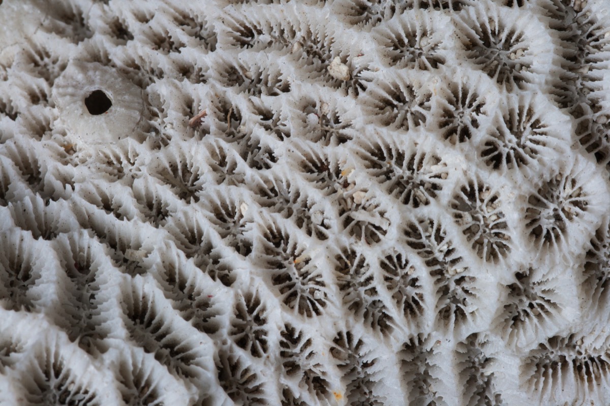 Coral