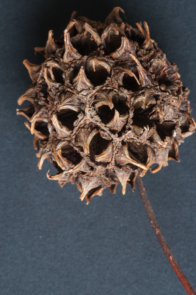 Seed pod