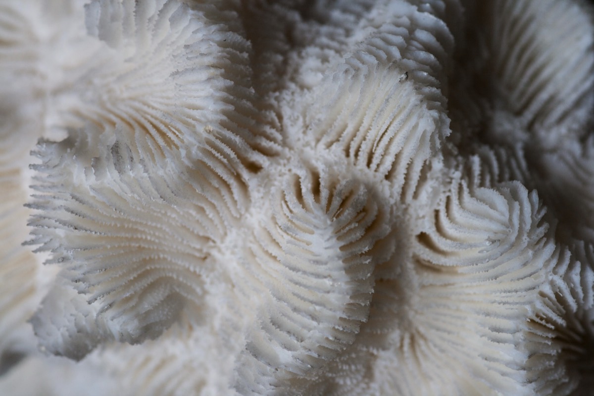 Another coral