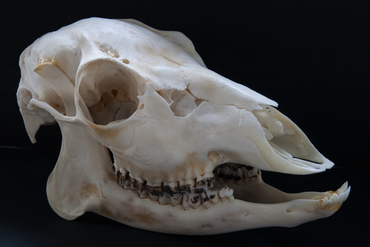 Goat skull