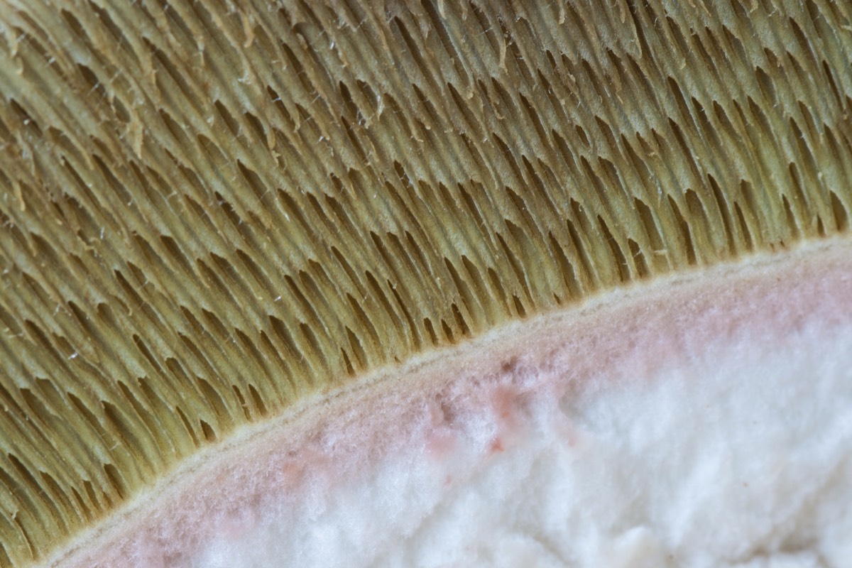 Raw cep