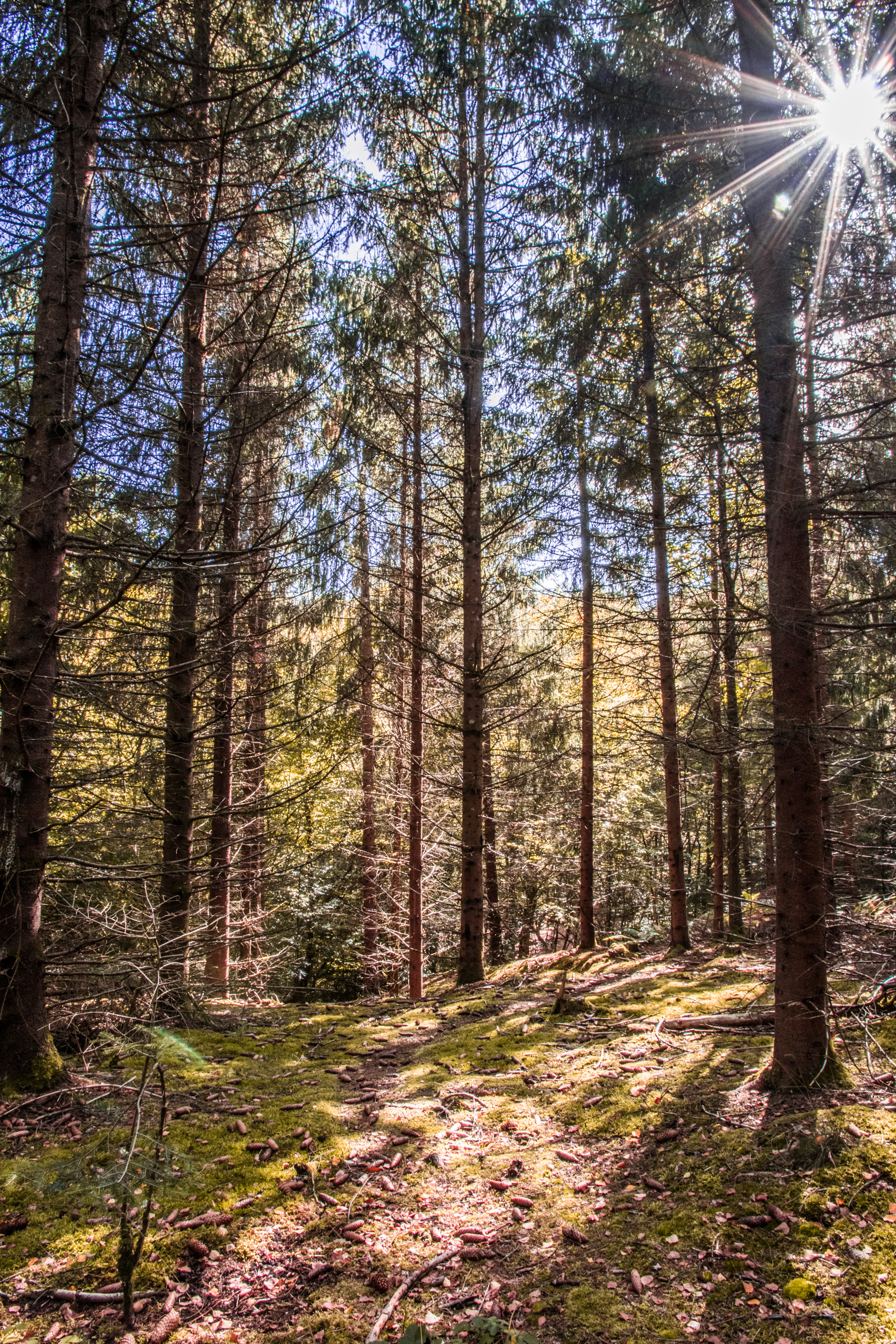 Bleached forest, France