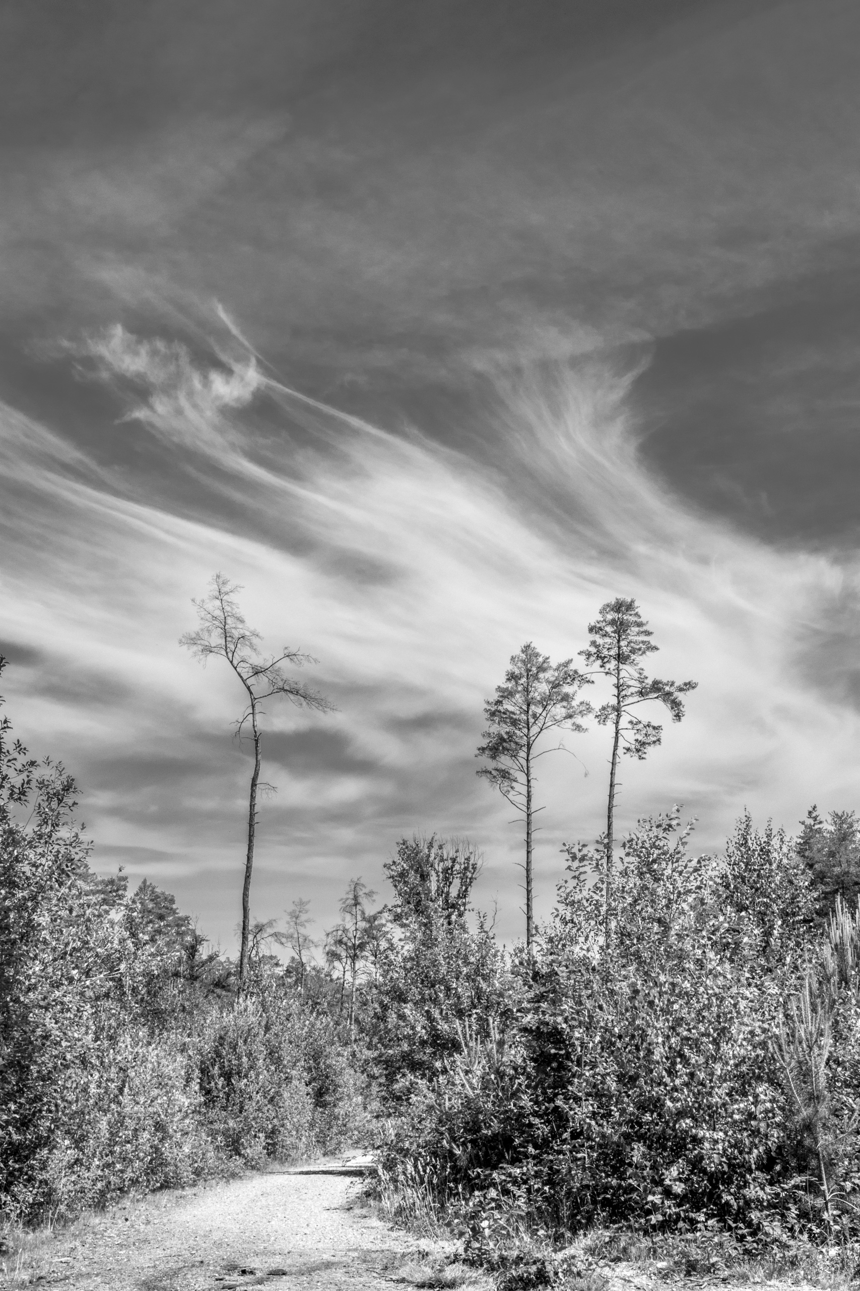 Wispy clouds and wispy trees (Herselt)
