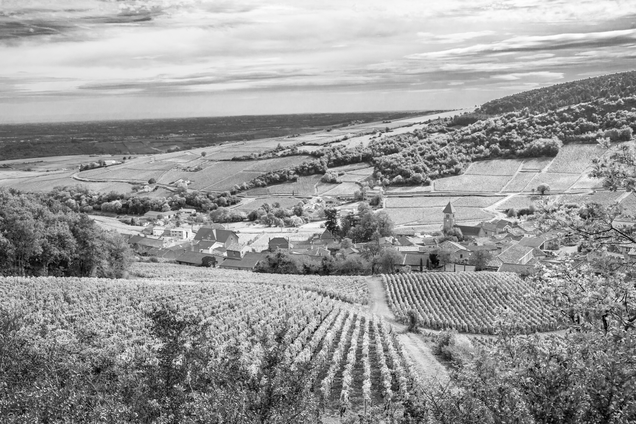 Burgundy vineyards