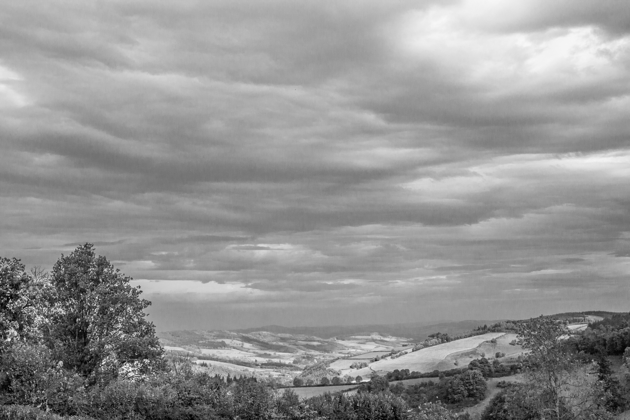 Burgundy vineyards