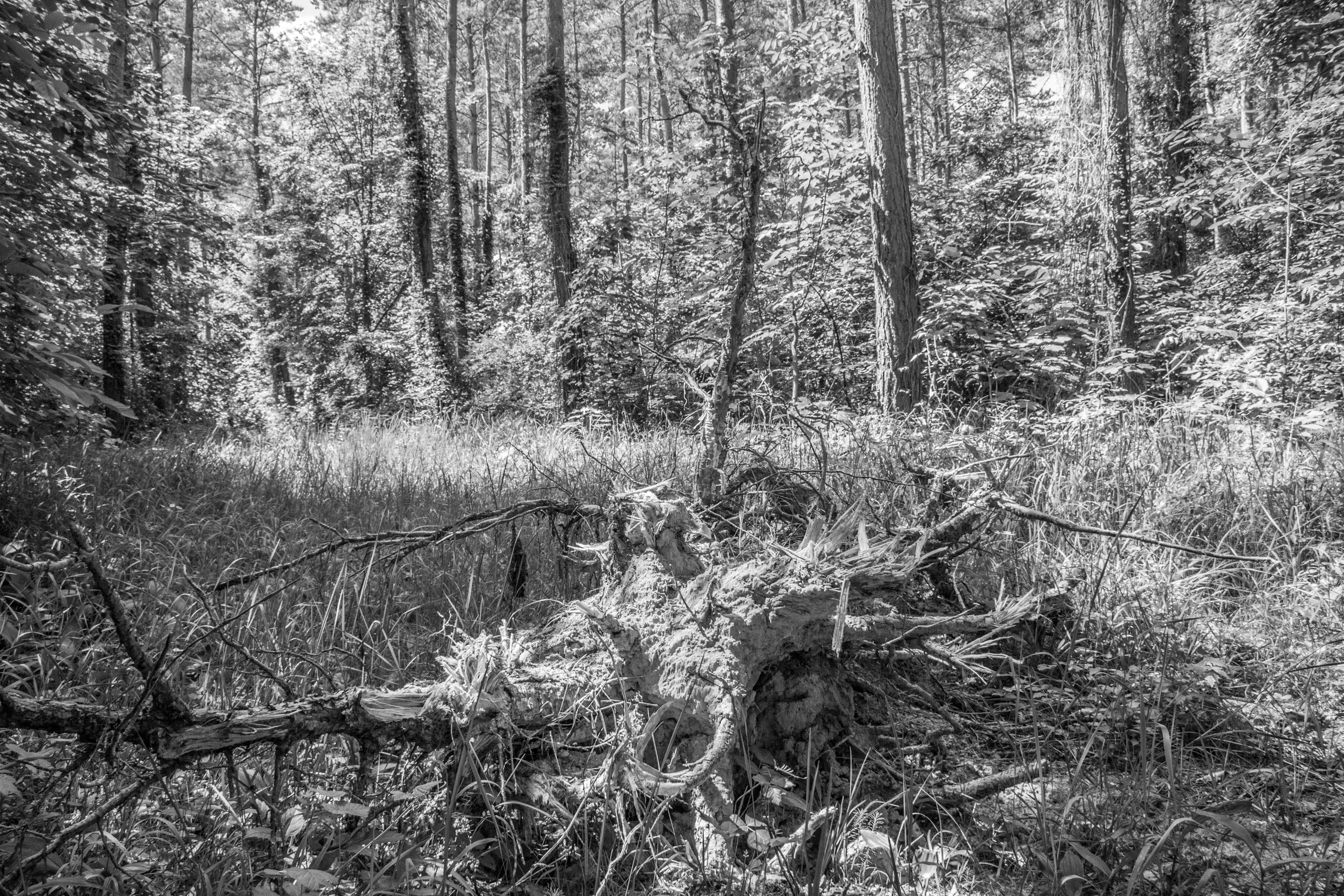 Black (and white) Forest, Germany